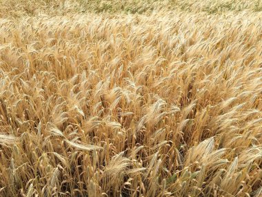 Hasattan önce tahıl alanı 