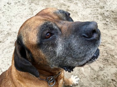 Boerboel, Güney Afrika mastiff çalınması 