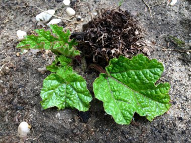 Gunnera manicata genç bir bitki yüksek açılı görünüş 