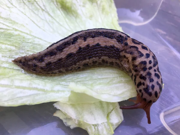 Large adult Limax maximus — Stock Photo, Image