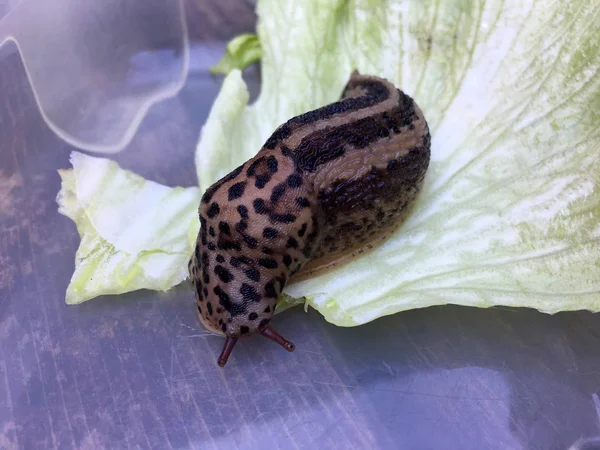 Nagy felnőtt Limax maximus — Stock Fotó