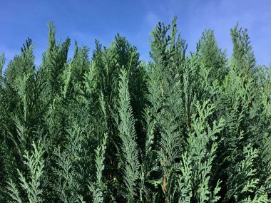 Mavi selvi yan görünüm 