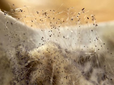 Krem peynir yemek kalıp mantar aşırı closeup ile büyümüş