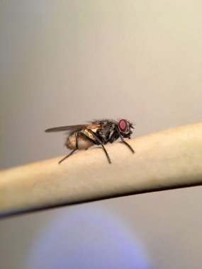 Bir kablo üzerinde oturan güzel ev sineği (sinek domestica)