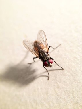 Güzel bir ev sineği (sinek domestica)