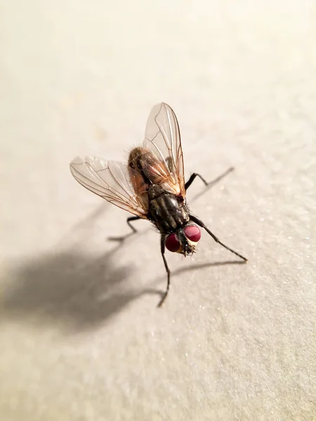 Beautiful House Fly Musca Domestica — Stock Photo, Image