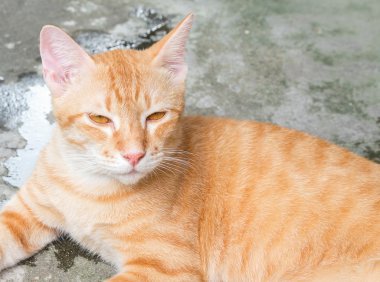 Turuncu kedi yalancı yana Geleceğe bakış