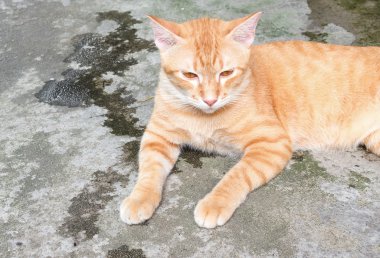 Turuncu kedi yalancı yana Geleceğe bakış