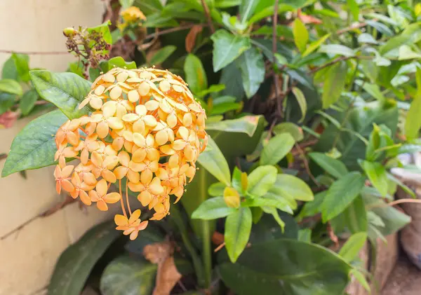 Turuncu çiçek ani artış bir bahçe — Stok fotoğraf