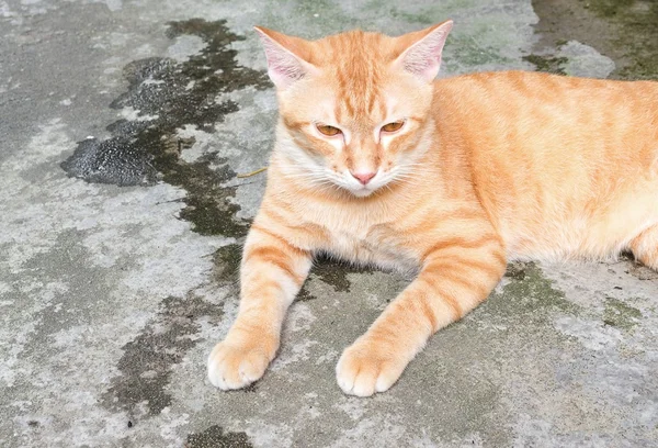 Gato naranja acostado de lado mirando hacia adelante — Foto de Stock