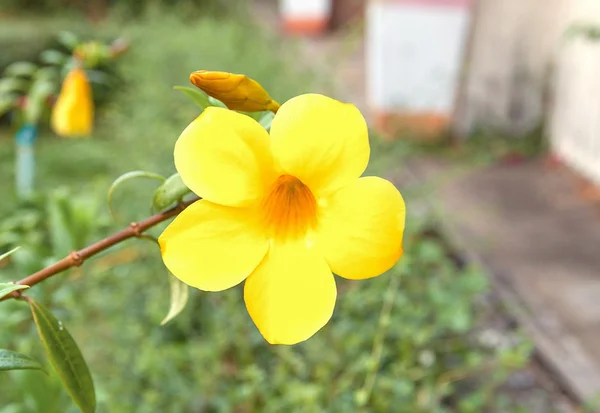 Золотая труба, Allamanda cathartica — стоковое фото