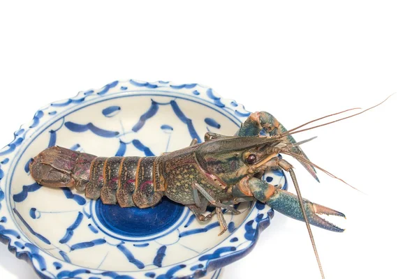Crayfish biru Australia Cherax quadricarinatus di piring — Stok Foto