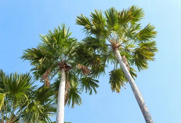 Пальмы на фоне голубого неба . — стоковое фото
