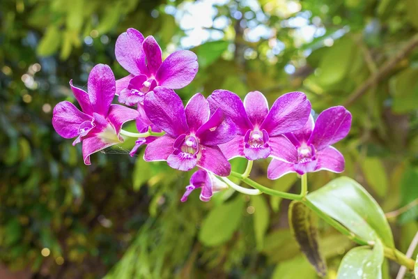 Flores roxas da orquídea o natural — Fotografia de Stock