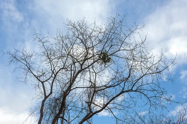 Árbol seco, silueta árbol seco sin hoja —  Fotos de Stock