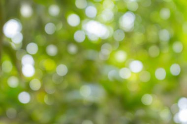 Bokeh soyut doğal renk arka plan taze yeşil 