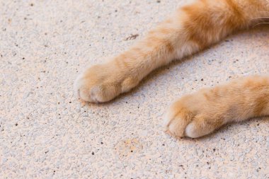 kedi ayak yakın yukarı, taş masada kedi pençeleri.