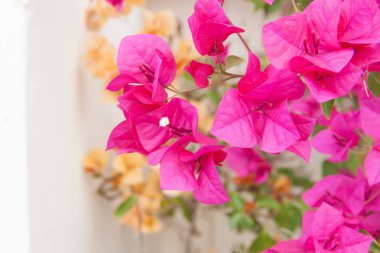 Bougainvillea çiçek mor Bahçe