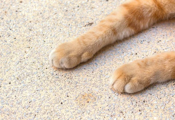 close up cat foot, Cat's paws on Stone table.