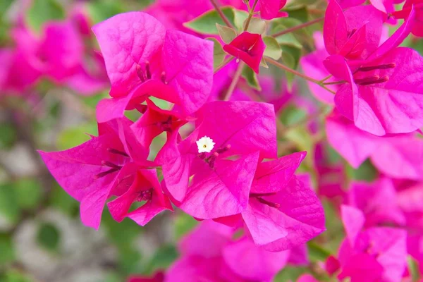 Bougainvillea Blüte lila im Garten — Stockfoto