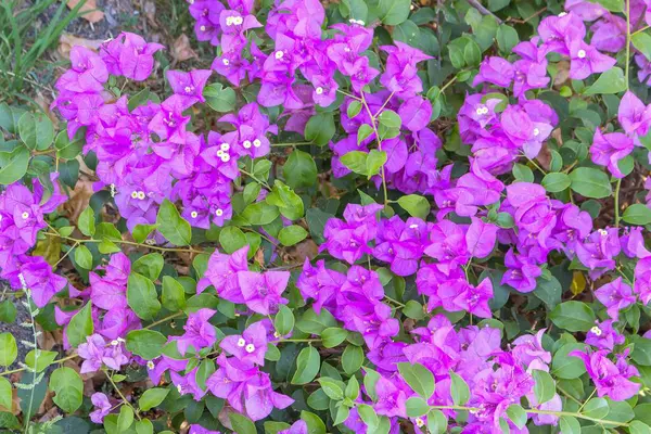 Bougainvillea fioletowy kwiat w ogrodzie — Zdjęcie stockowe