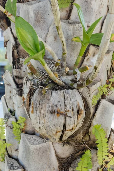 A orquídea de coco coberta de árvores — Fotografia de Stock