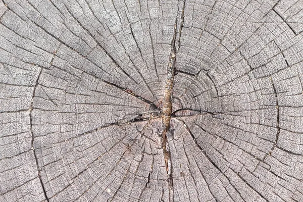 Cracked wood background, An old tree stump shows cracks and fractures