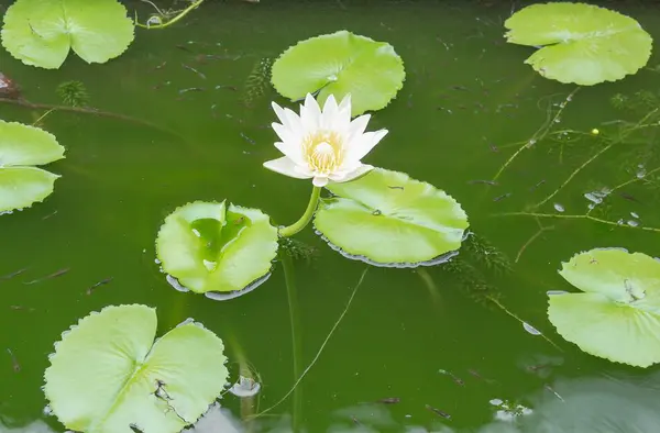 Kwiat biały lotus i lotus liść, lilia wodna — Zdjęcie stockowe