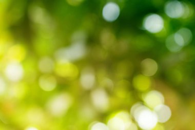 Bokeh renk tonu moss, doğal arka plan.