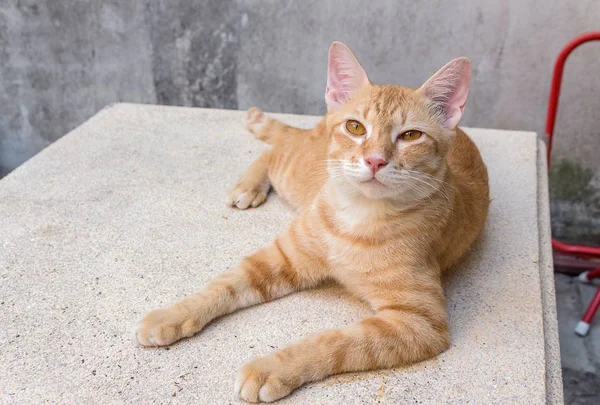 Kucing oranye tergeletak menyamping melihat ke depan — Stok Foto