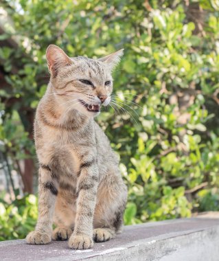 gri kedi acınacak halde hüzünlü gözleri ile. ve renkli görüntü arka plan.