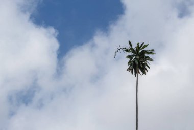  Ağaç siluet. Görüntü düşük anahtar ağacı ve bulut hareketli mavi