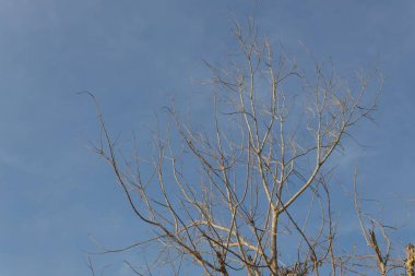 Kuru ağaç hiçbir yaprak siluet. Görüntü düşük anahtar ağacı ve mavi gökyüzünde bulut hareketli