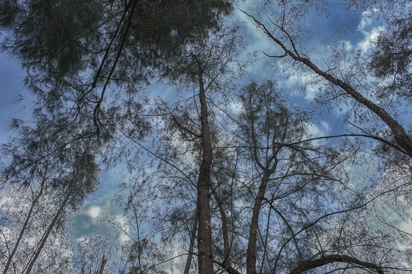 Skogens träd, tall under himmel, bilden låg nyckeln trädet. — Stockfoto