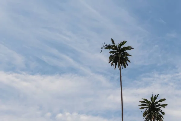 SilhouetteTree. Imagem Baixo Key tree e Nuvem movimento no azul — Fotografia de Stock