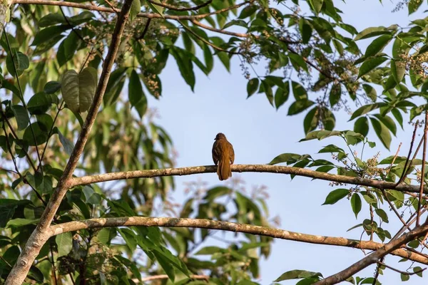 Oiseau assis dans un arbre le matin — Photo