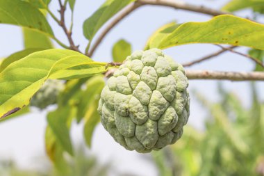 Muhallebi elma ağacı üzerinde ham tarım