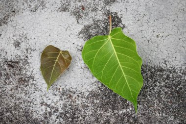 Bodhi veya Peepal. Yaprak Bodhi teslimi beton  