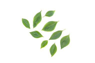 Fesleğen yaprağı taze. Fesleğen yaprak beyaz arka plan üzerinde tıbbi özellikleri sağlıklı vücut var