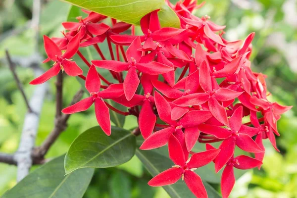 Kırmızı çiçek spike, Rubiaceae çiçek, mahs coccinea 