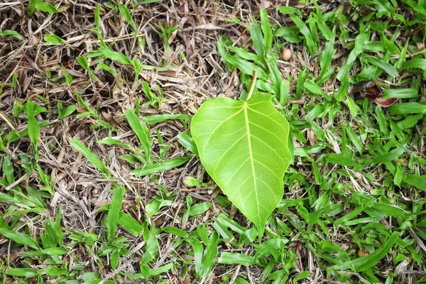 Bodhi or Peepal.  Bodhi  leaf on green grass background — Stock Photo, Image