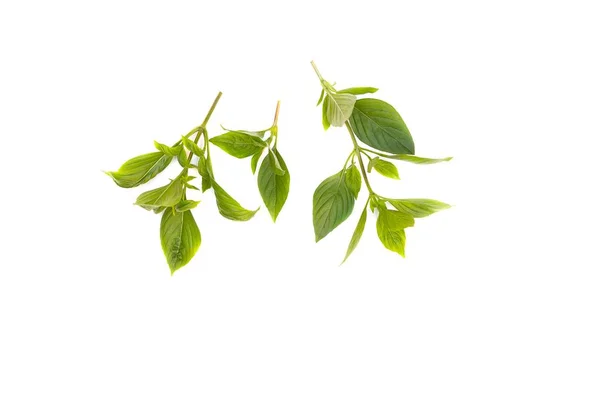 Βασιλικό φύλλα φρέσκο. Βασιλικό φύλλα έχουν φαρμακευτικές ιδιότητες υγιές σώμα σε λευκό φόντο — Φωτογραφία Αρχείου