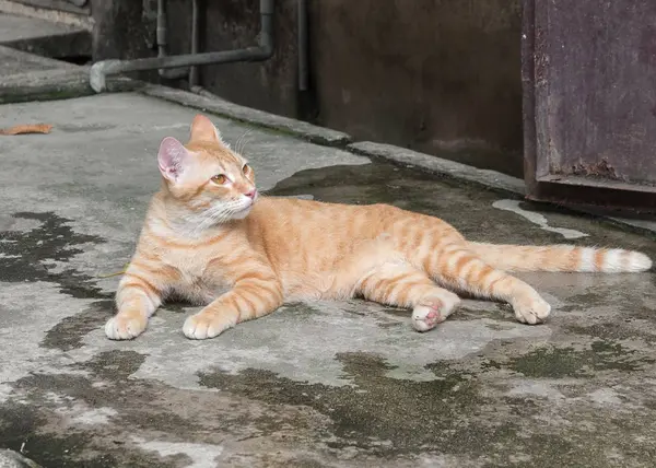 Kucing oranye indah beristirahat di lantai — Stok Foto