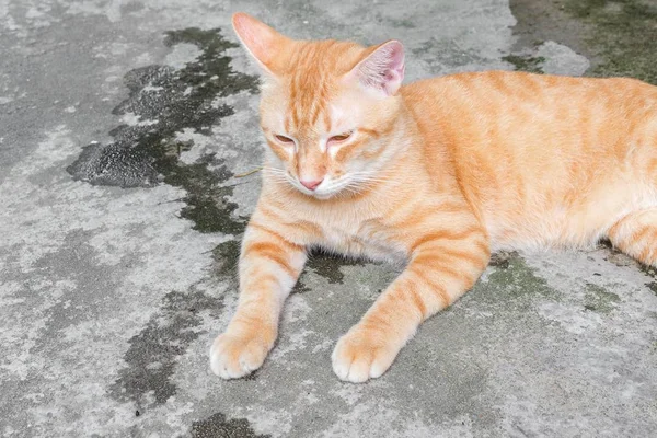 Gato naranja hermoso descansando en el suelo —  Fotos de Stock