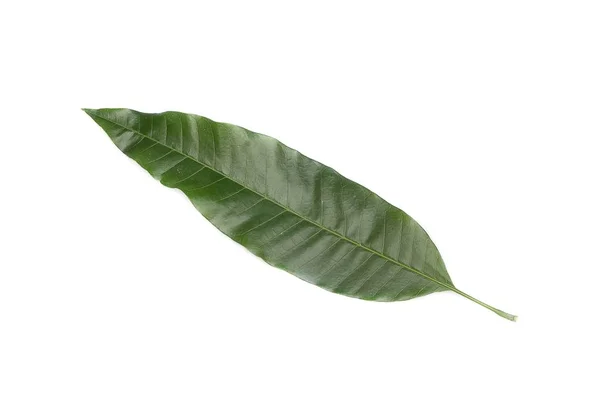 Mango leaf Green on a white background. — Stock Photo, Image