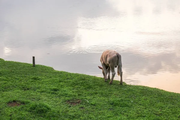 Vaca pastando en la orilla del río. Vaca marrón comiendo hierba fresca noche — Foto de Stock