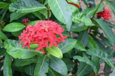 Rubiaceae çiçek kırmızı veya mahs coccinea kadar yakın