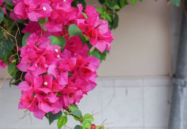 Bougainvillea çiçek mor 