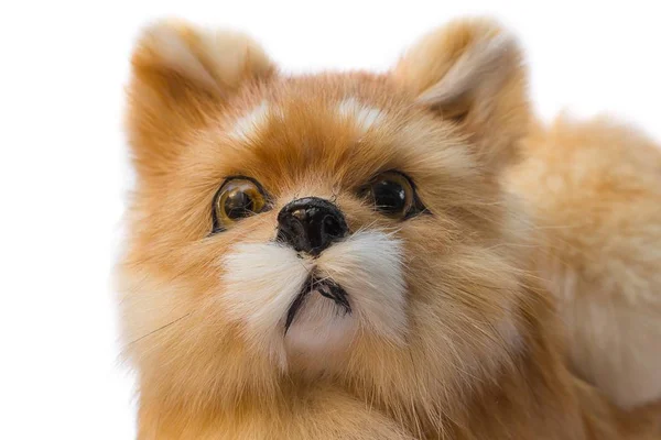 Brinquedo de cão bonito. Close up cão de brinquedo bonito, brinquedo de pelúcia para crianças no fundo branco — Fotografia de Stock