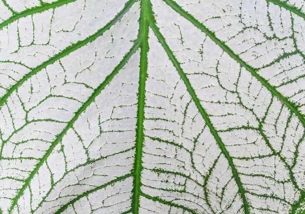 Bliska liści Caladium biały wzór i zielony — Zdjęcie stockowe